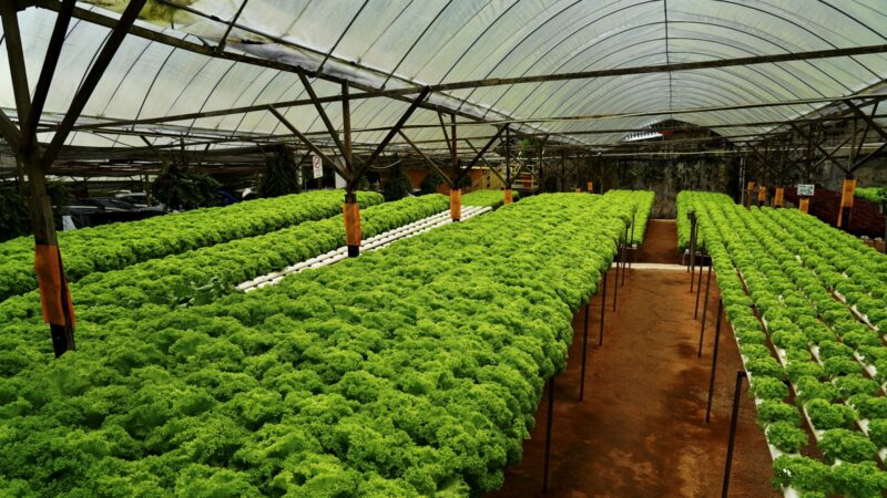 The Kratky Method for Hydroponics: A Singapore Guide