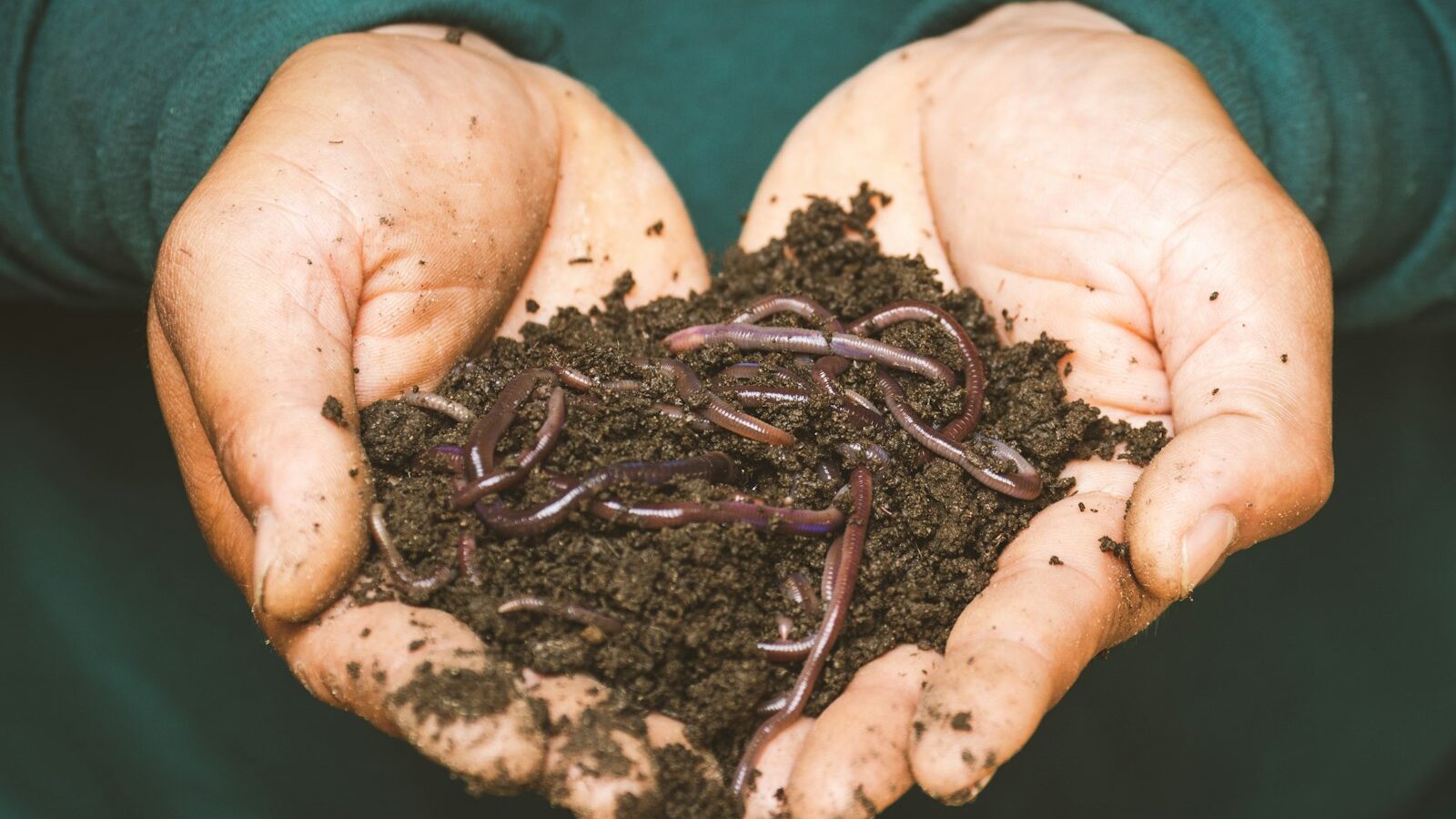 Vermicomposting With Worms