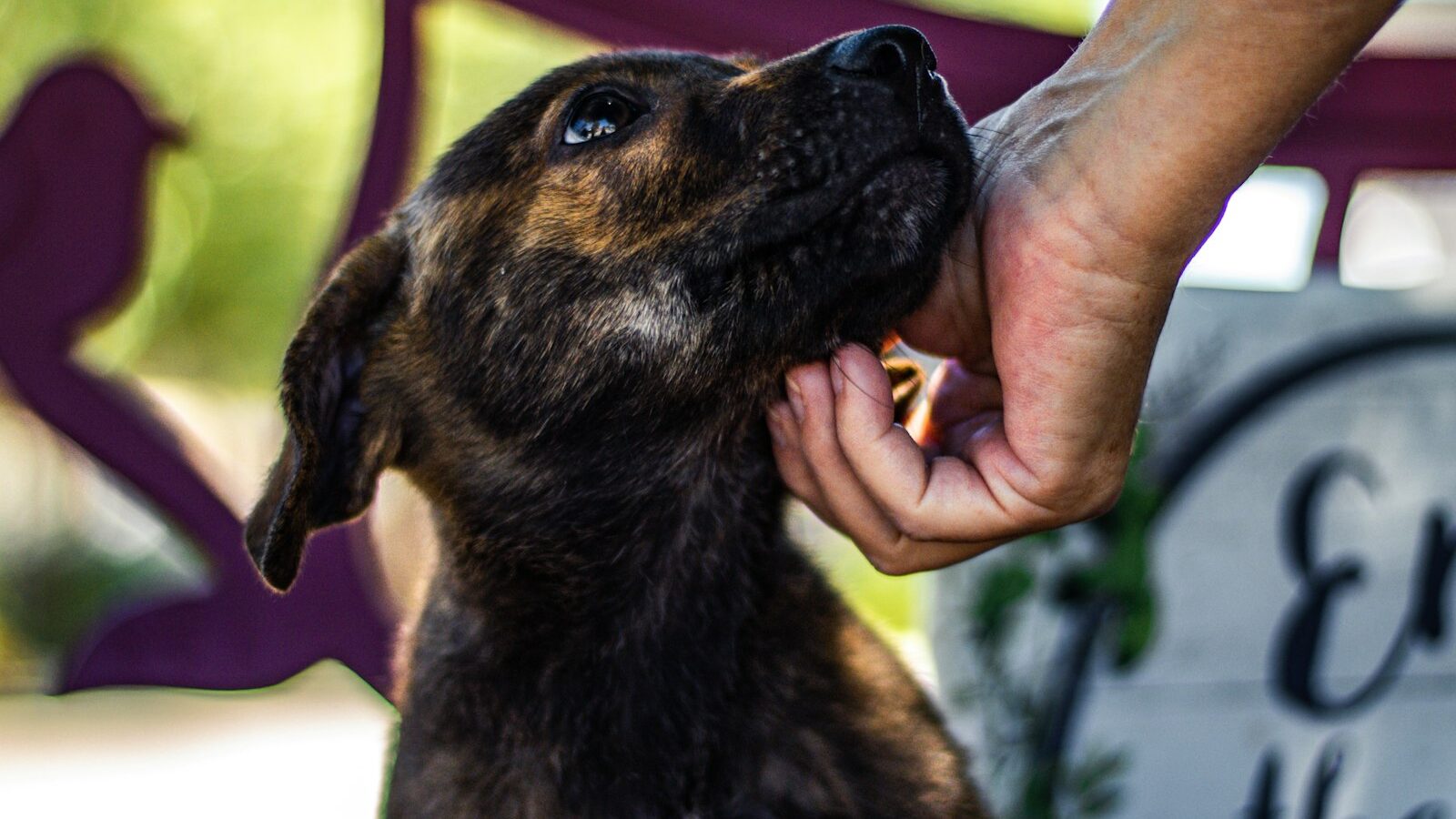 Volunteering at an Animal Shelter