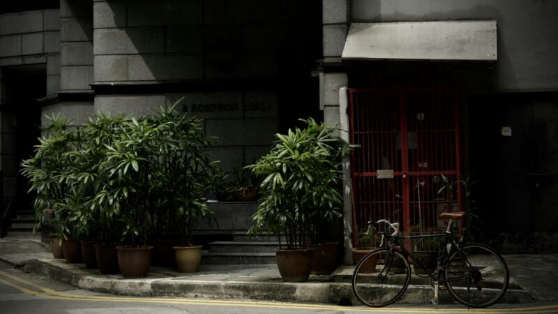 Where to Buy Plants in Singapore