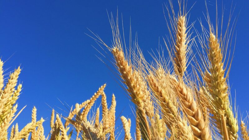 Wholegrains and Why They Matter