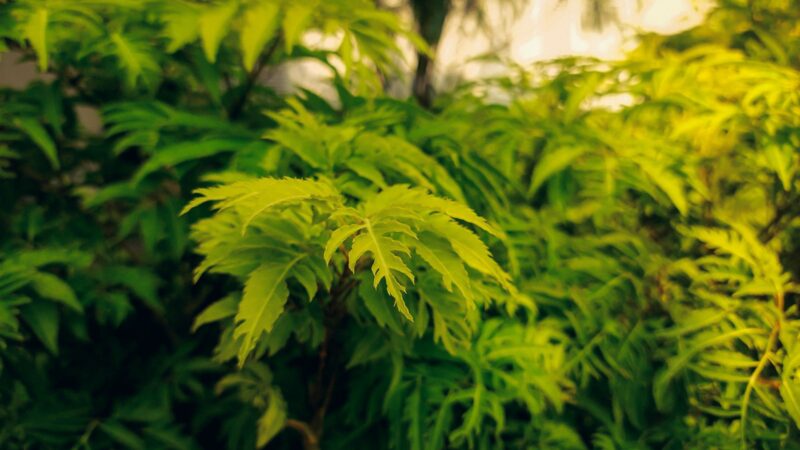 Why Plant Leaves Turn Yellow