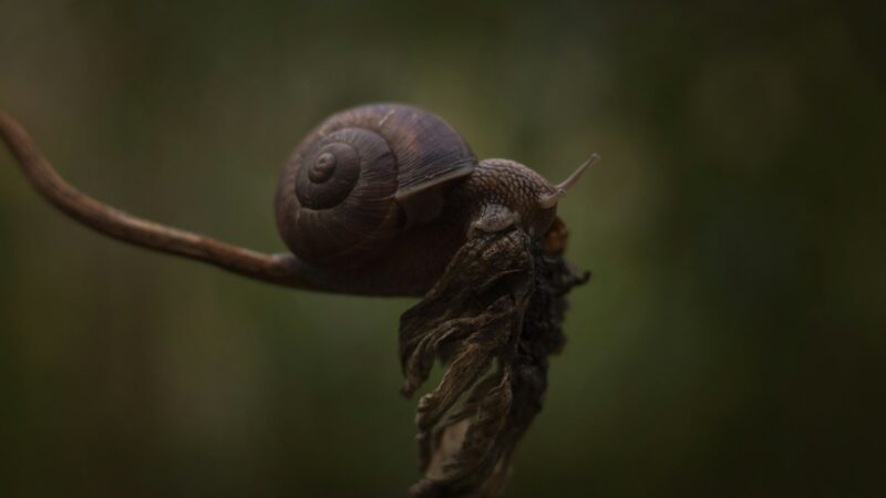 Snail Mucin in Skincare