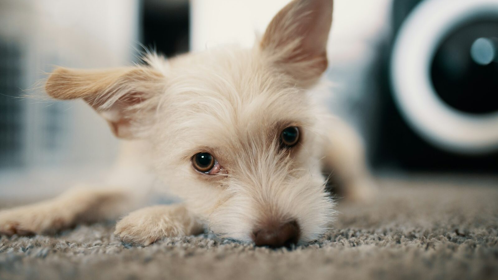 Choosing a Pet Camera and Auto Feeder