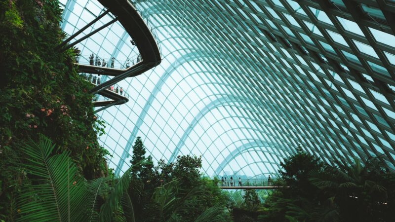 Caring for Your Indoor Plants in Air-Conditioning