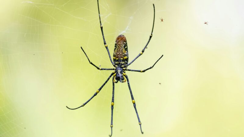 Dealing With Spiders at Home