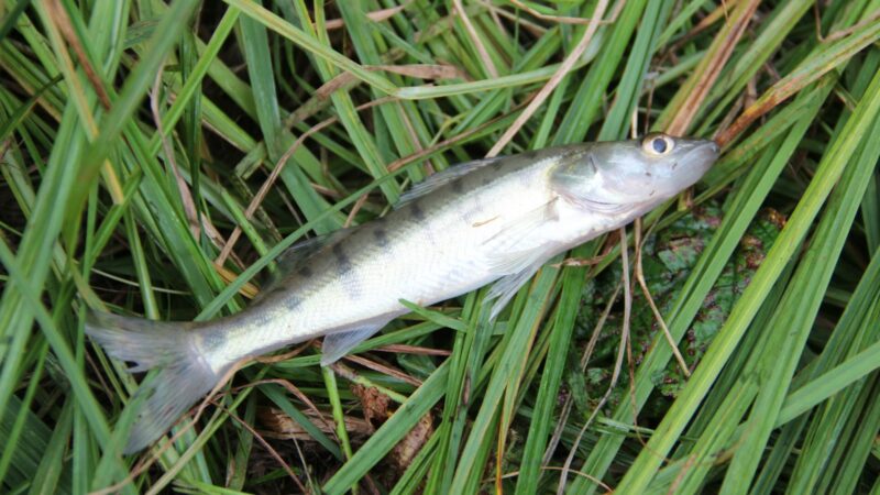 Getting Rid of Silverfish at Home