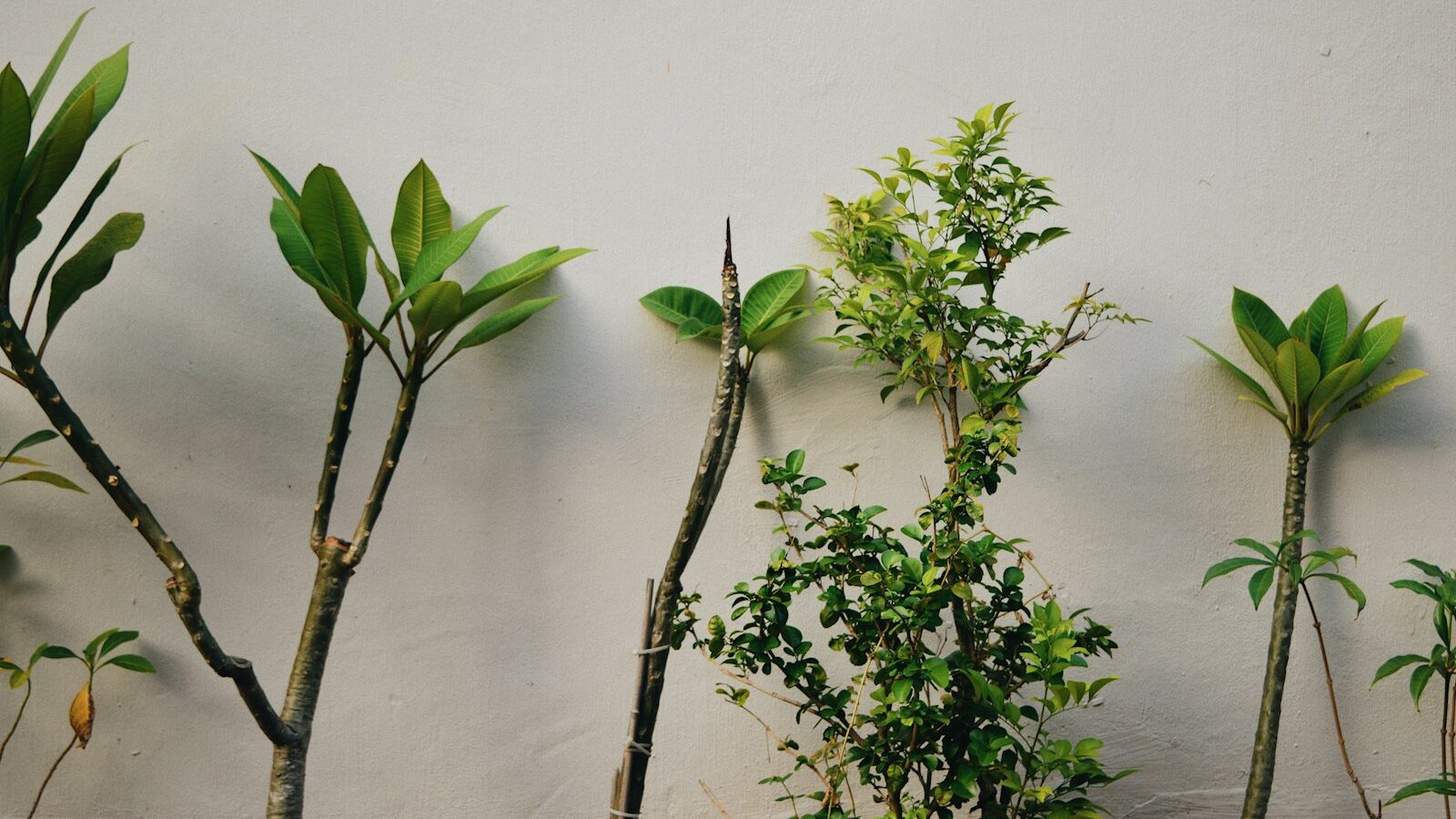 Propagating Houseplants at Home