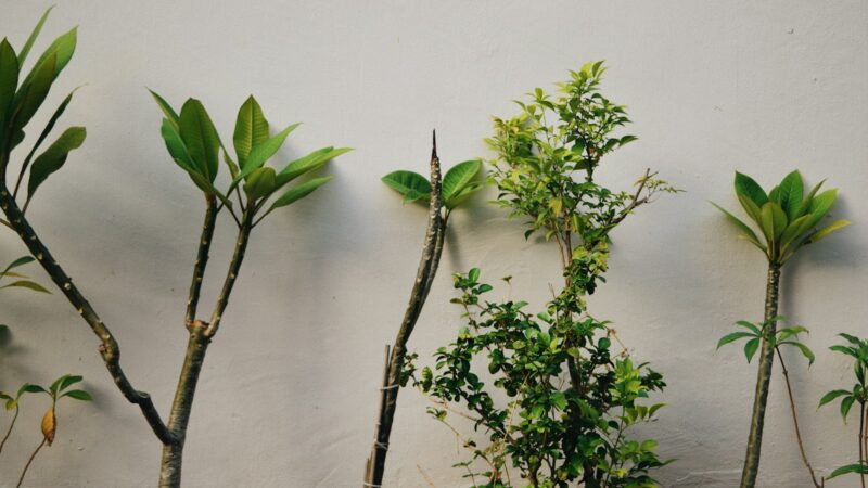 Propagating Houseplants at Home