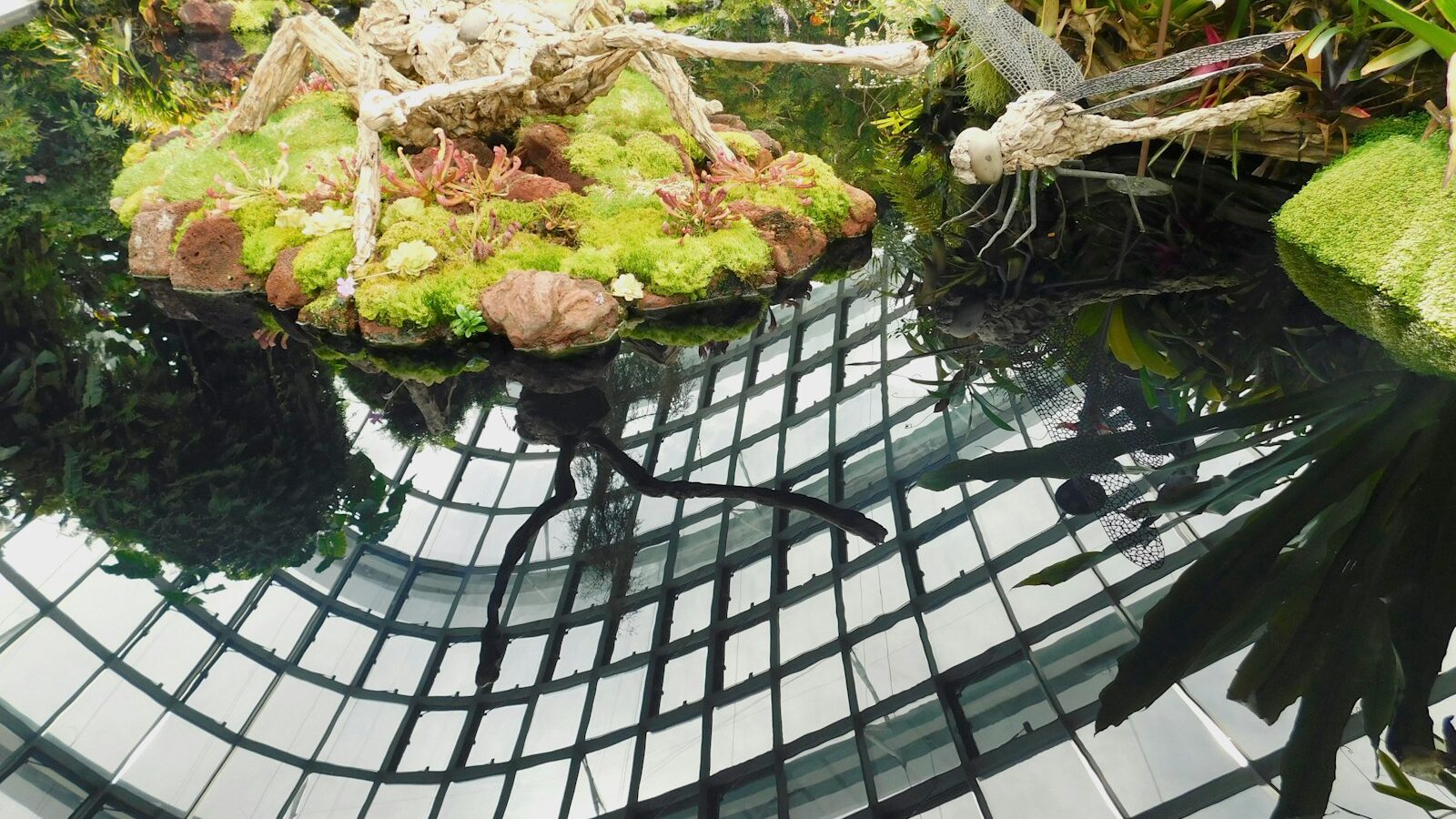 Setting Up a Terrarium at Home