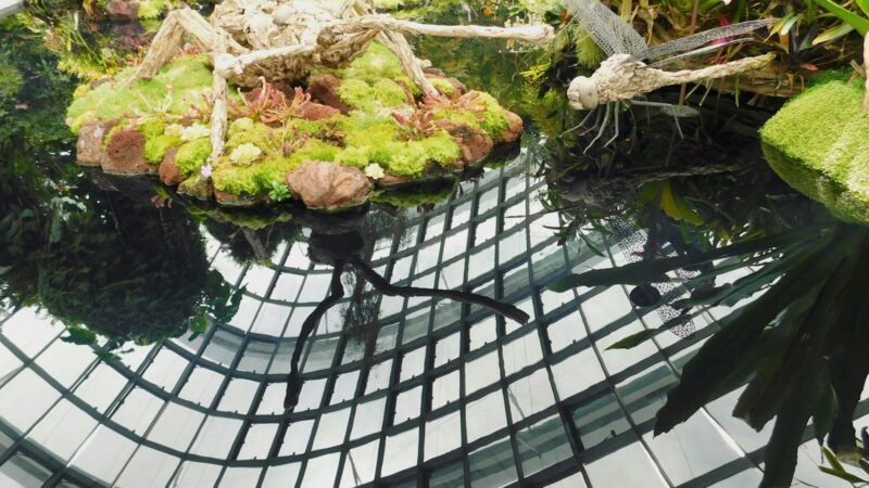 Setting Up a Terrarium at Home