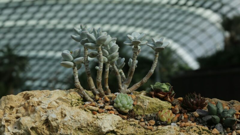 Caring for a Jade Plant