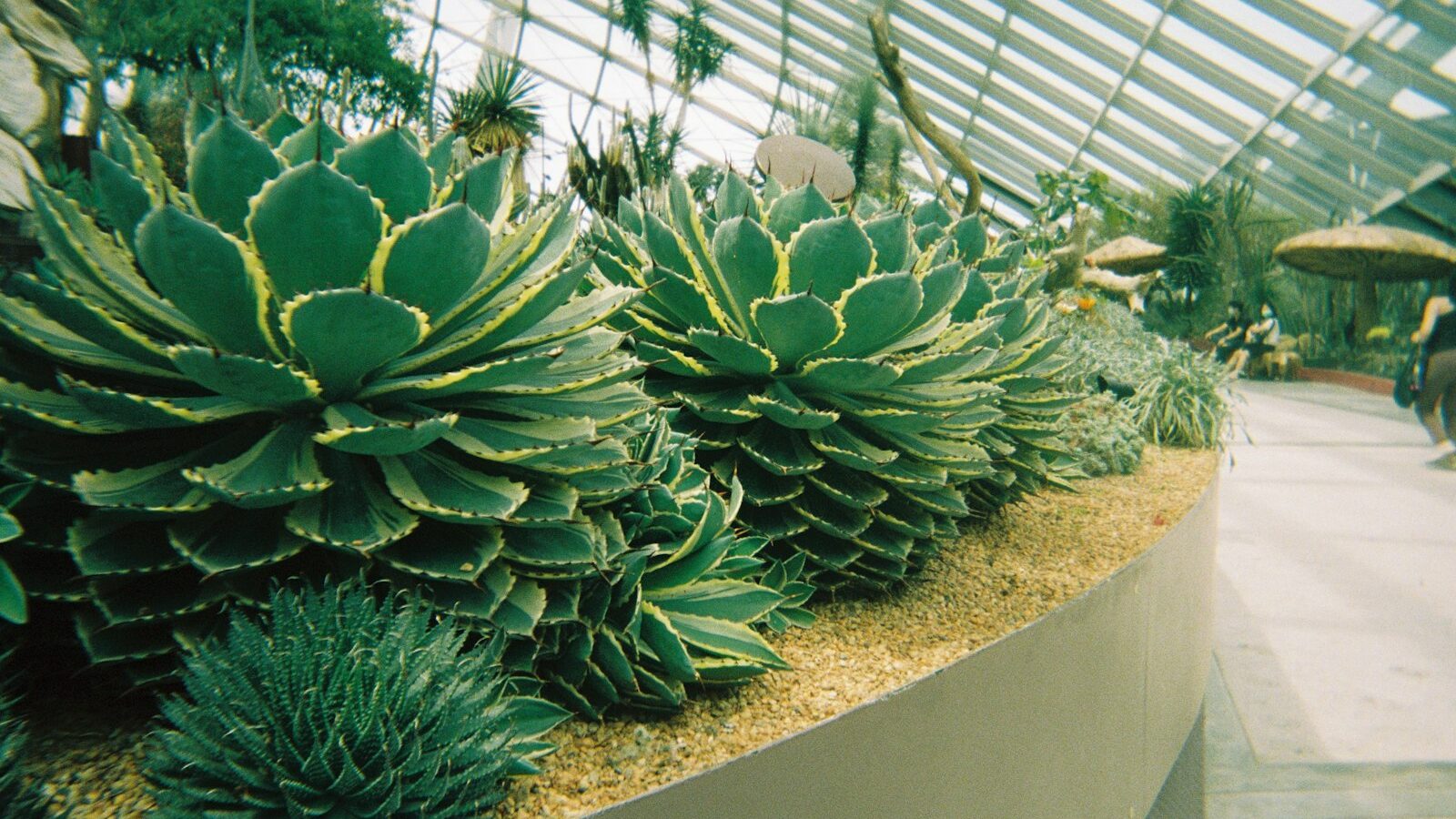 Caring for Haworthia