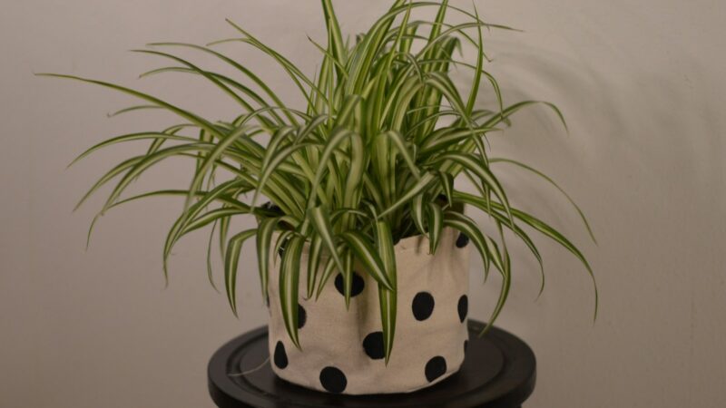 Growing a Polka Dot Plant (Hypoestes)