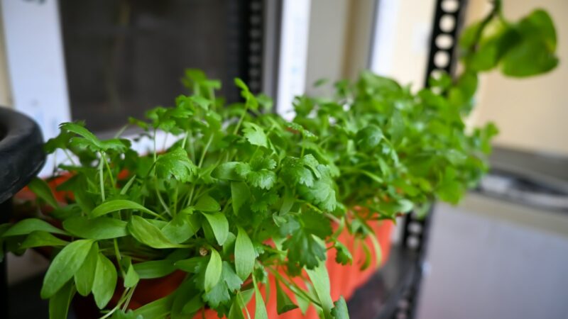 Growing Coriander and Cilantro