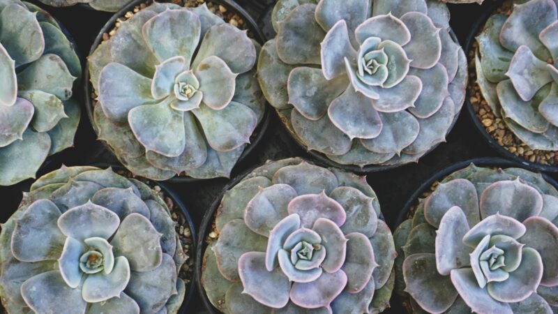 Growing Echeveria and Rosette Succulents