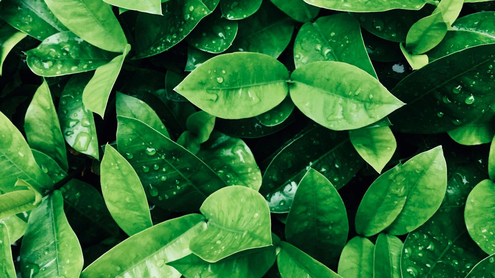 Green Tea and Antioxidants in Skincare