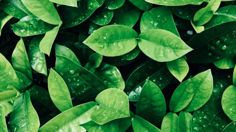 Green Tea and Antioxidants in Skincare