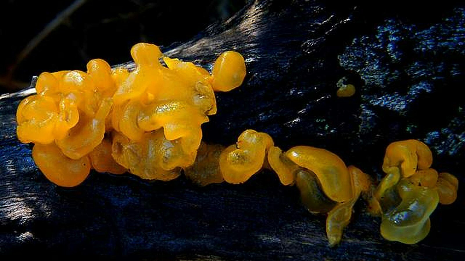 Mushroom Skincare and Tremella