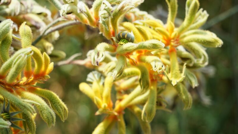Licorice Root Extract for Skin