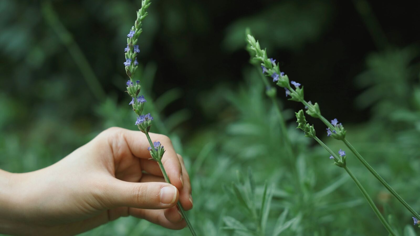 Preserving and Drying Your Herbs