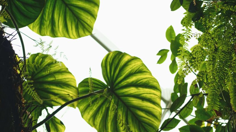Understanding Botanical Names and Plant Labels