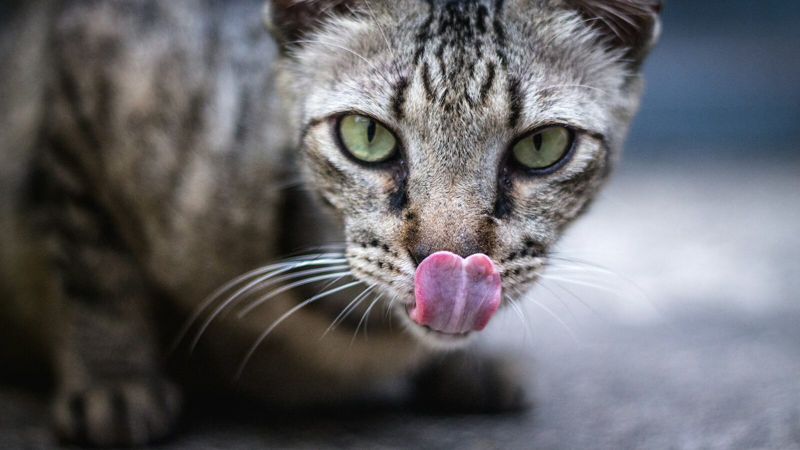 Caring for a Bengal Cat in Singapore