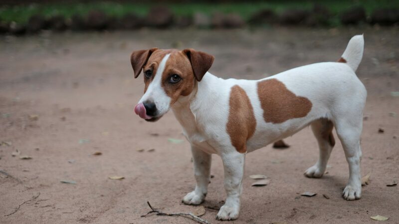 Caring for a Jack Russell Terrier in Singapore