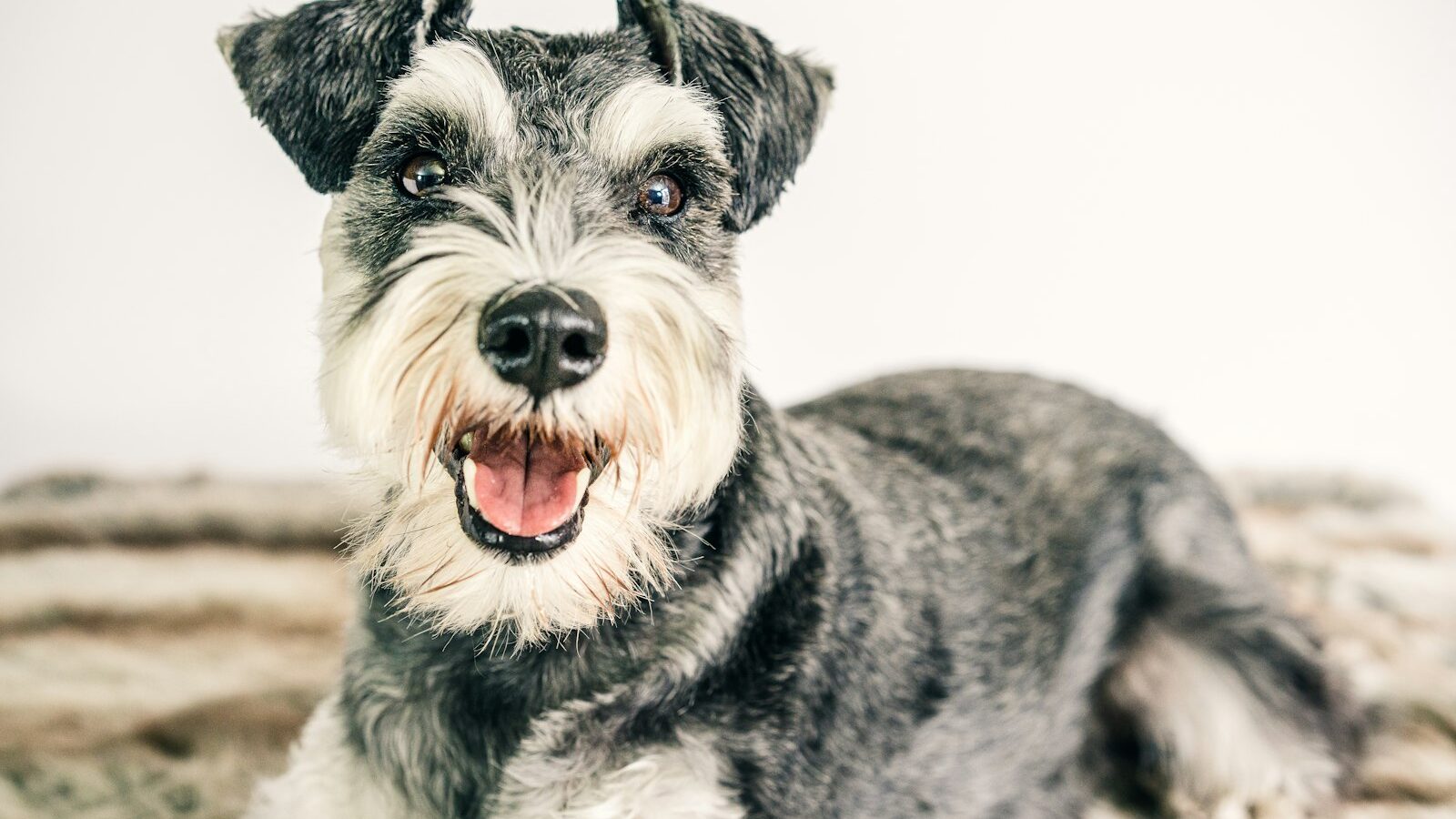 Caring for a Miniature Schnauzer in Singapore