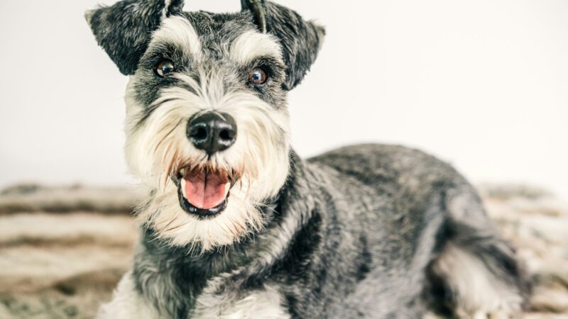 Caring for a Miniature Schnauzer in Singapore