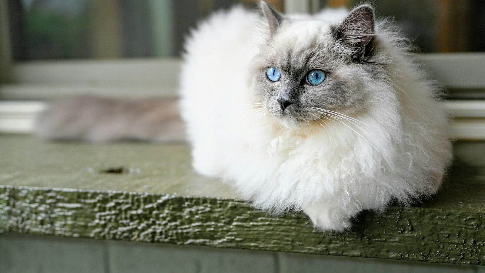Caring for a Ragdoll Cat in Singapore
