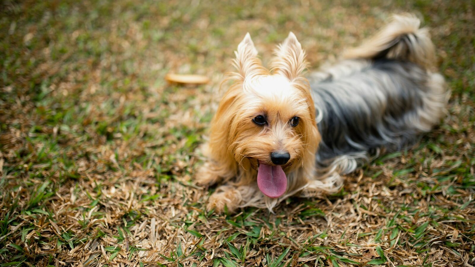 Caring for a Shih Tzu in Singapore