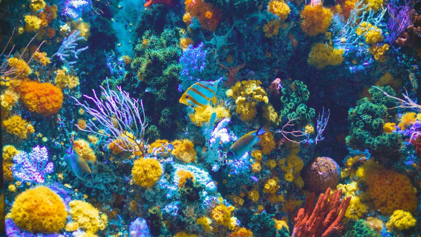 Controlling Algae in Your Aquarium