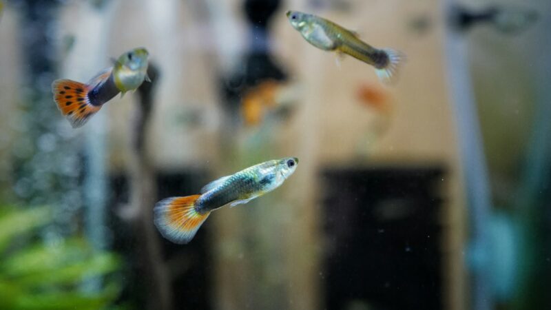 Keeping Guppies and Livebearers