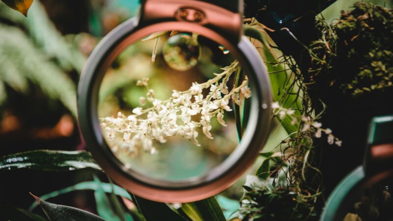 The Role of the Flower Girl and Ring Bearer